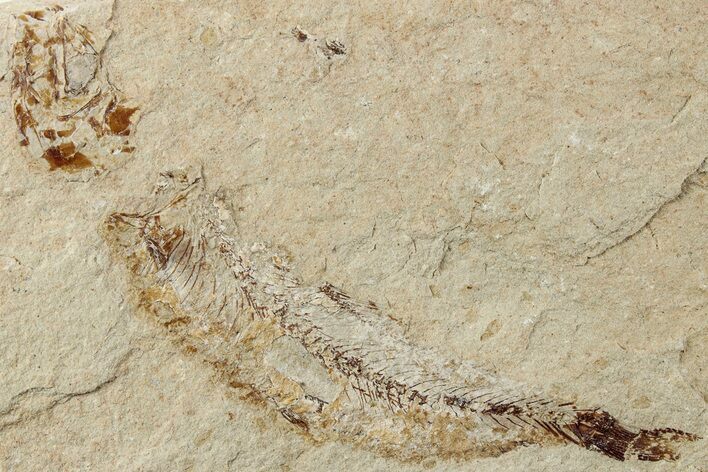 Cretaceous Fossil Fish - Lebanon #238354